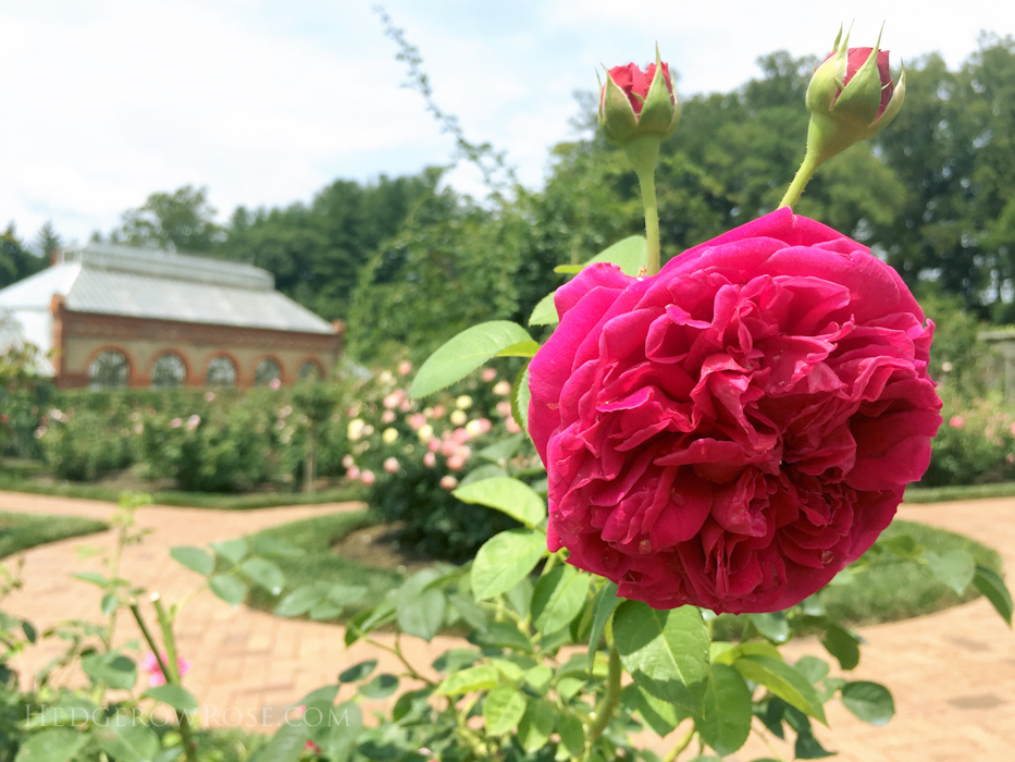 Biltmore Rose Garden via Hedgerow Rose Lady of Megginch