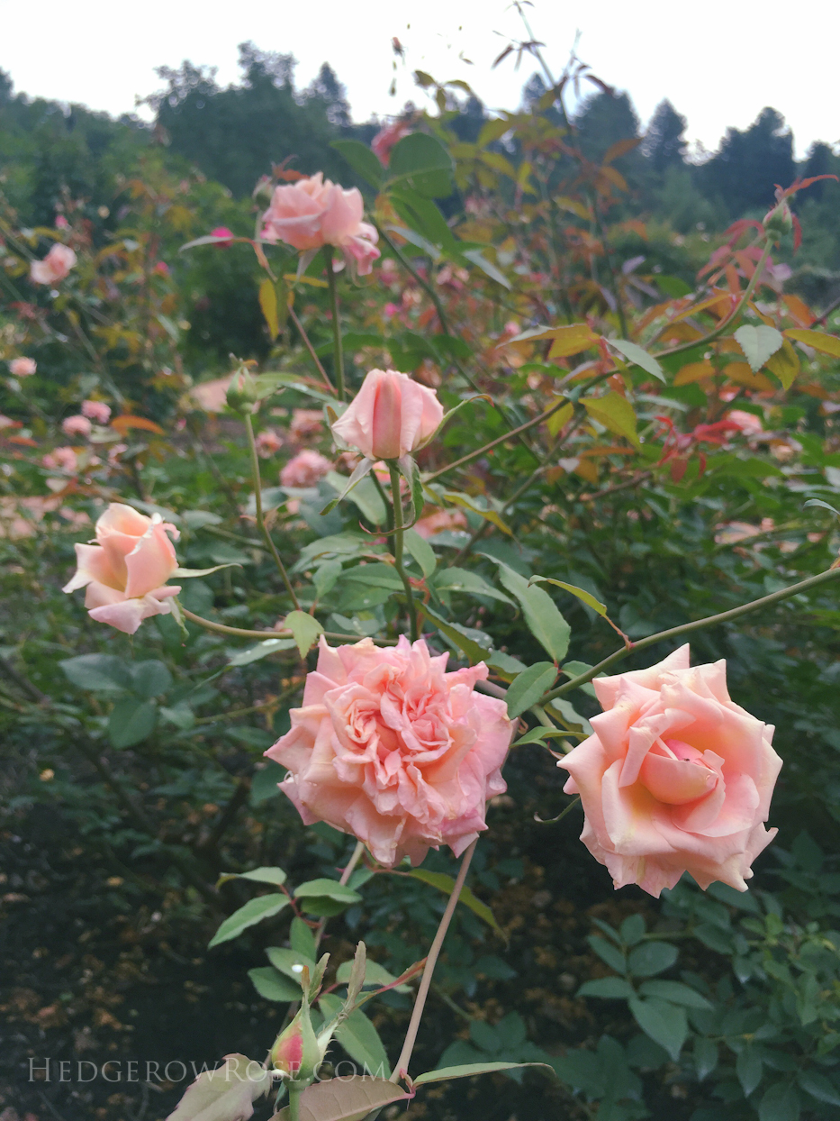 Biltmore Rose Garden via Hedgerow Rose - Madame Berkeley