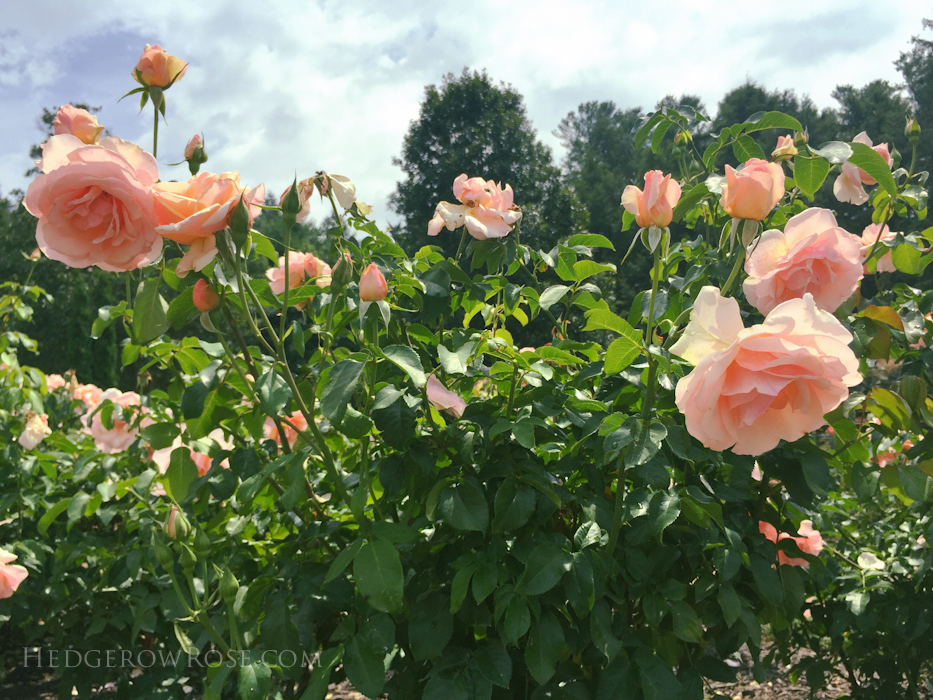 Biltmore Rose Garden via Hedgerow Rose Mother of Pearl 2