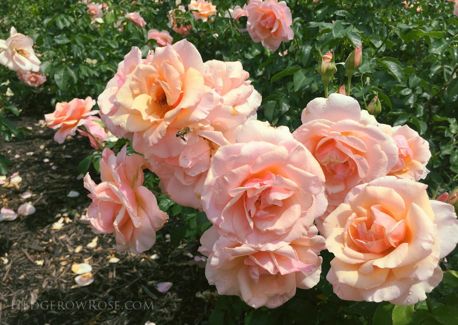 Biltmore Rose Garden via Hedgerow Rose Mother of Pearl