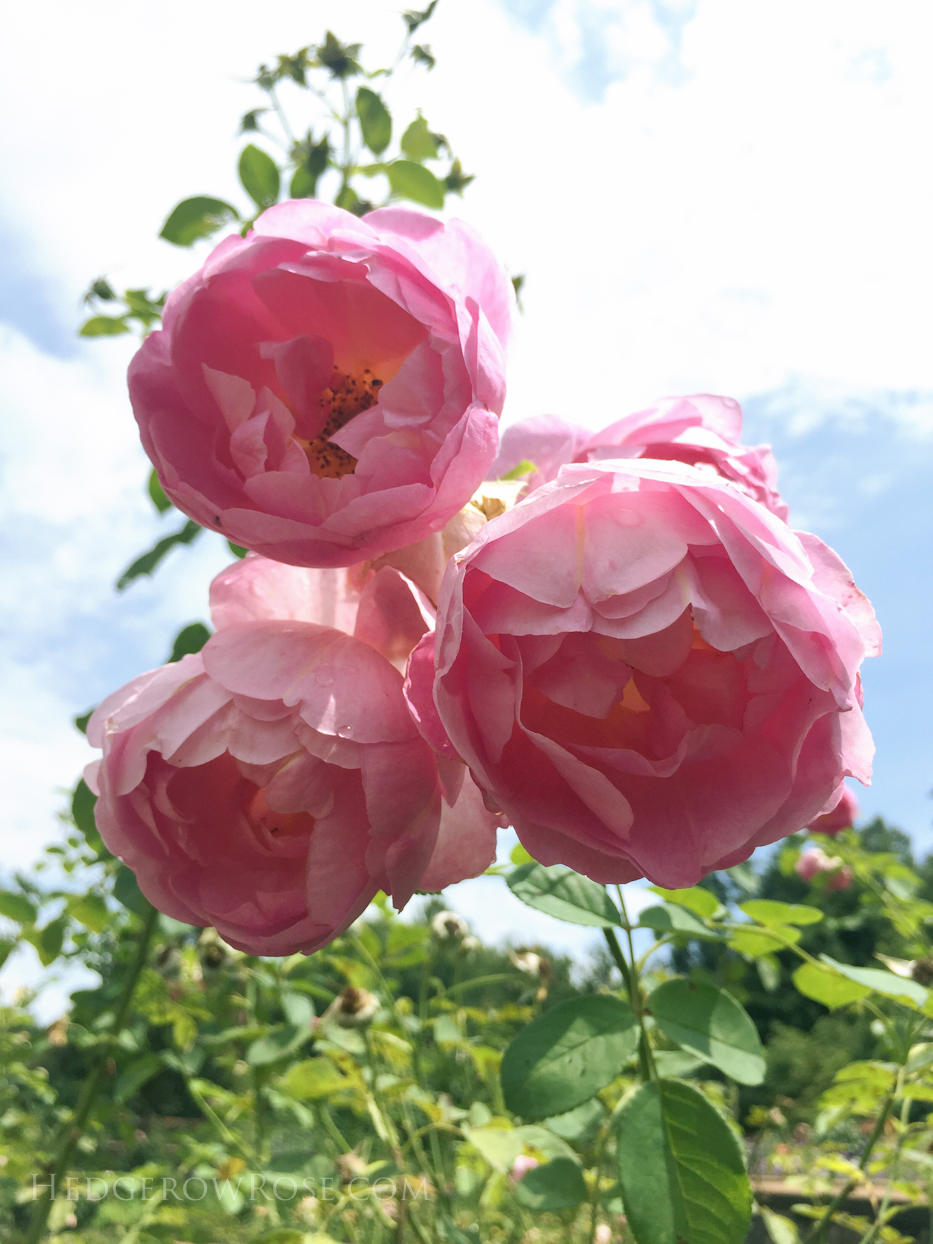 Biltmore Rose Garden via Hedgerow Rose No 1419