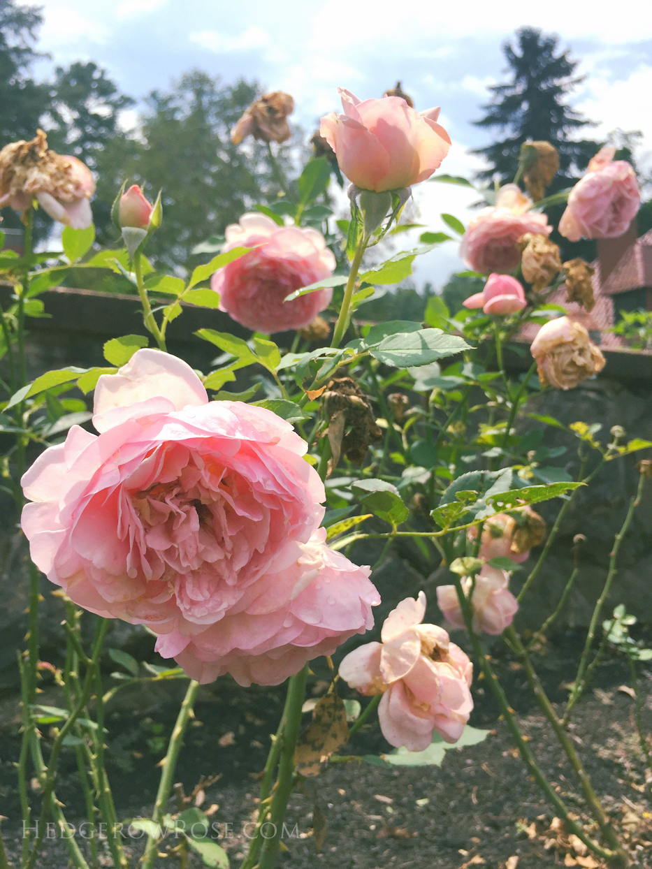 Biltmore Rose Garden via Hedgerow Rose No 1421