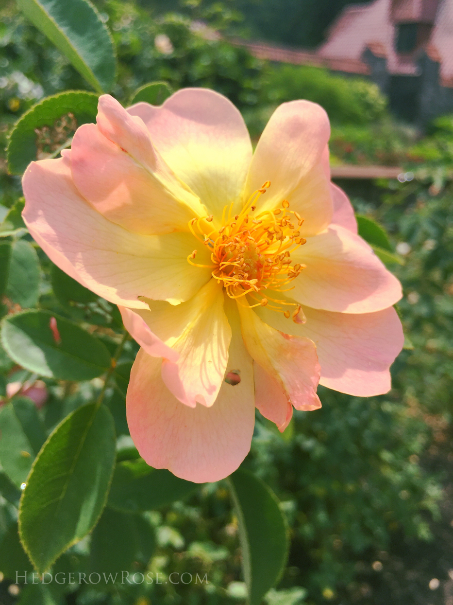 Biltmore Rose Garden via Hedgerow Rose No 1423