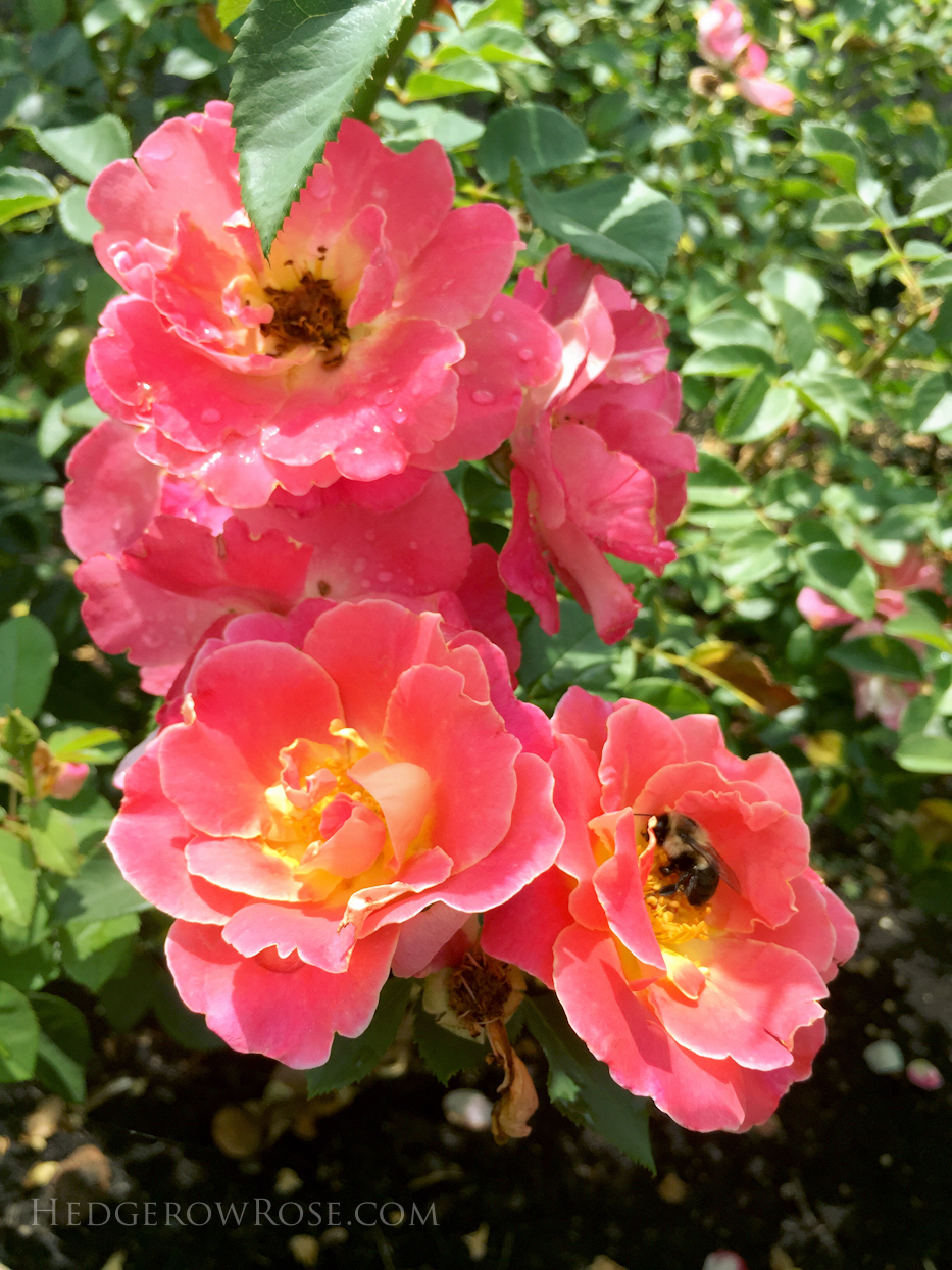 Biltmore Rose Garden via Hedgerow Rose No 1427