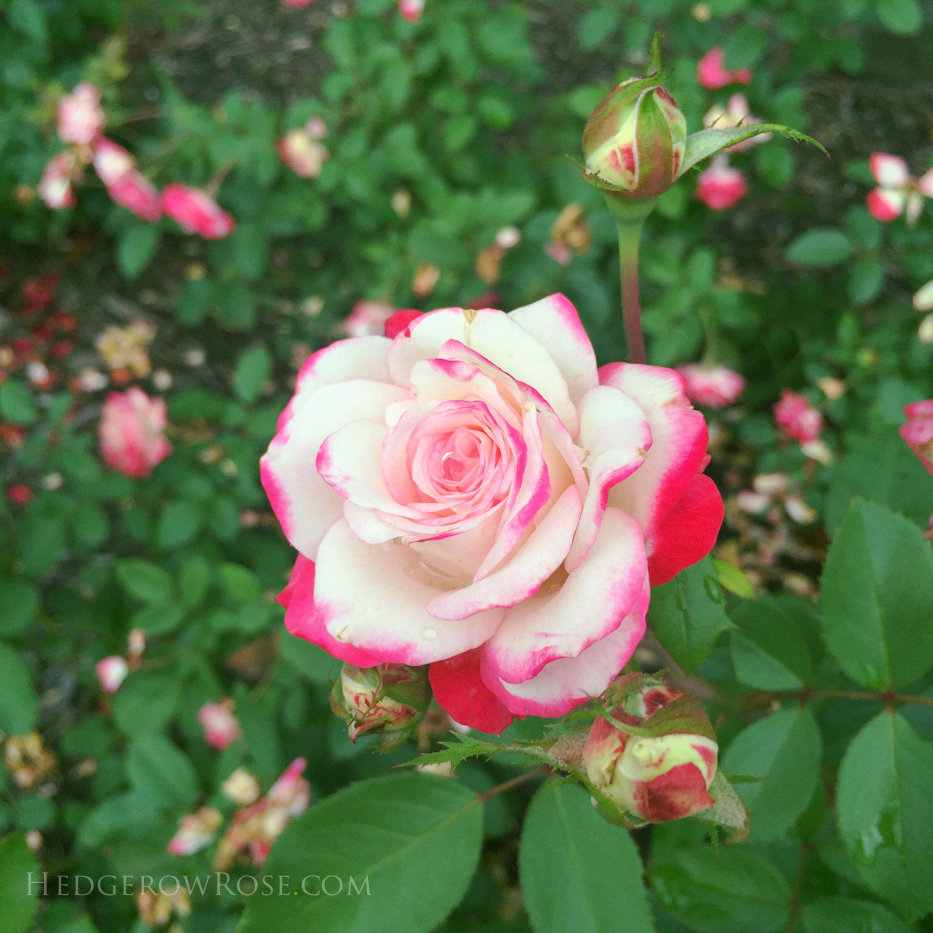 Biltmore Rose Garden via Hedgerow Rose - No 1505