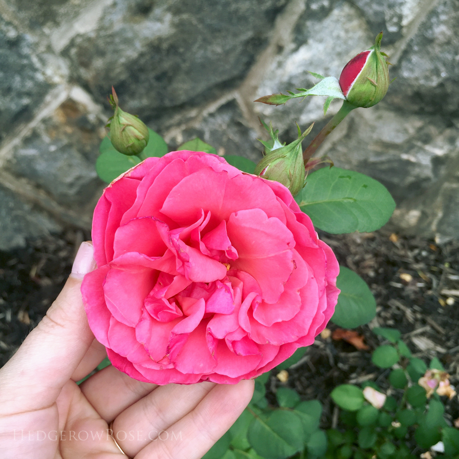 Biltmore Rose Garden via Hedgerow Rose - No 1509