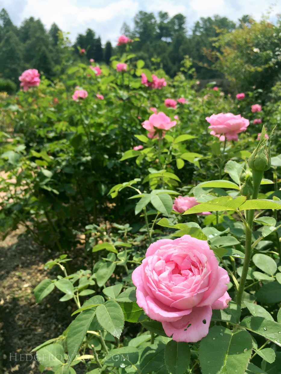 Biltmore Rose Garden via Hedgerow Rose Paul Neyron