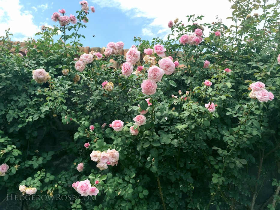 Biltmore Rose Garden via Hedgerow Rose