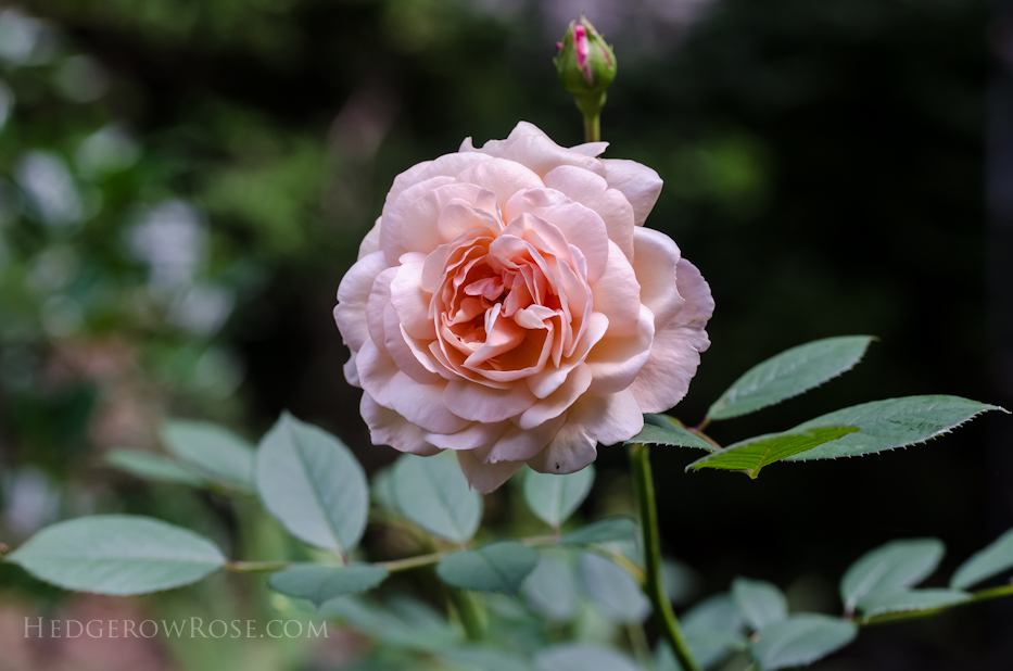 Examples of Bloom Form and Petal Count in Roses – Hedgerow Rose®