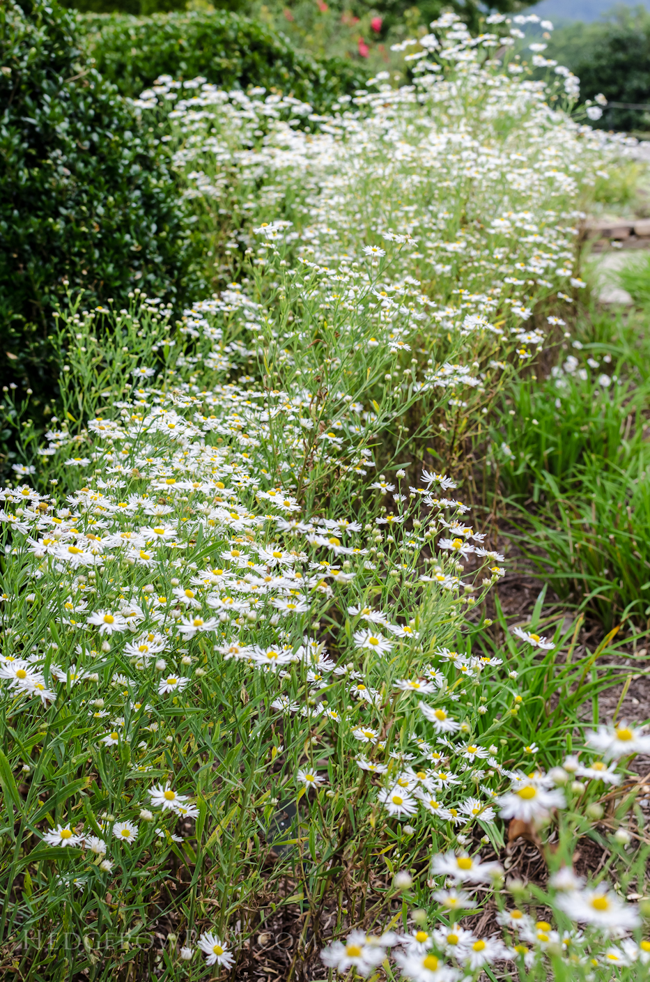 Boltonia asteroides 'Snowbank' 2 via Hedgerow Rose