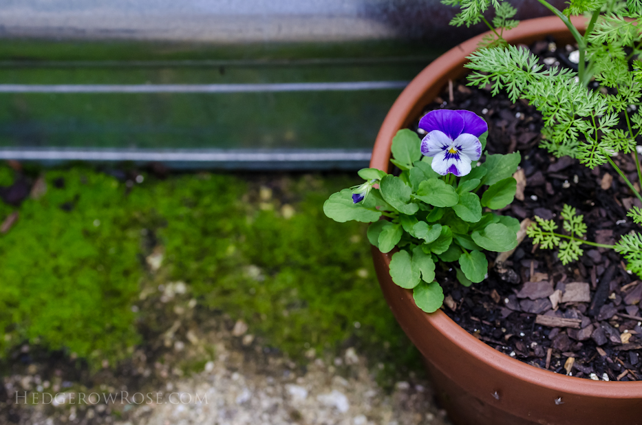 Delft Blue Viola and moss