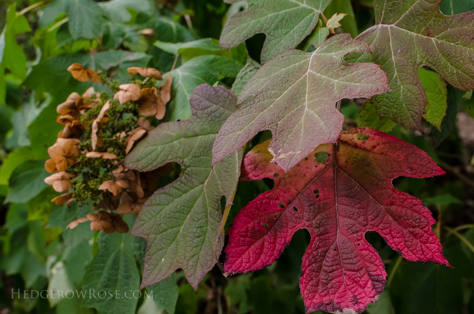 NC Arboretum 10 via Hedgerow Rose