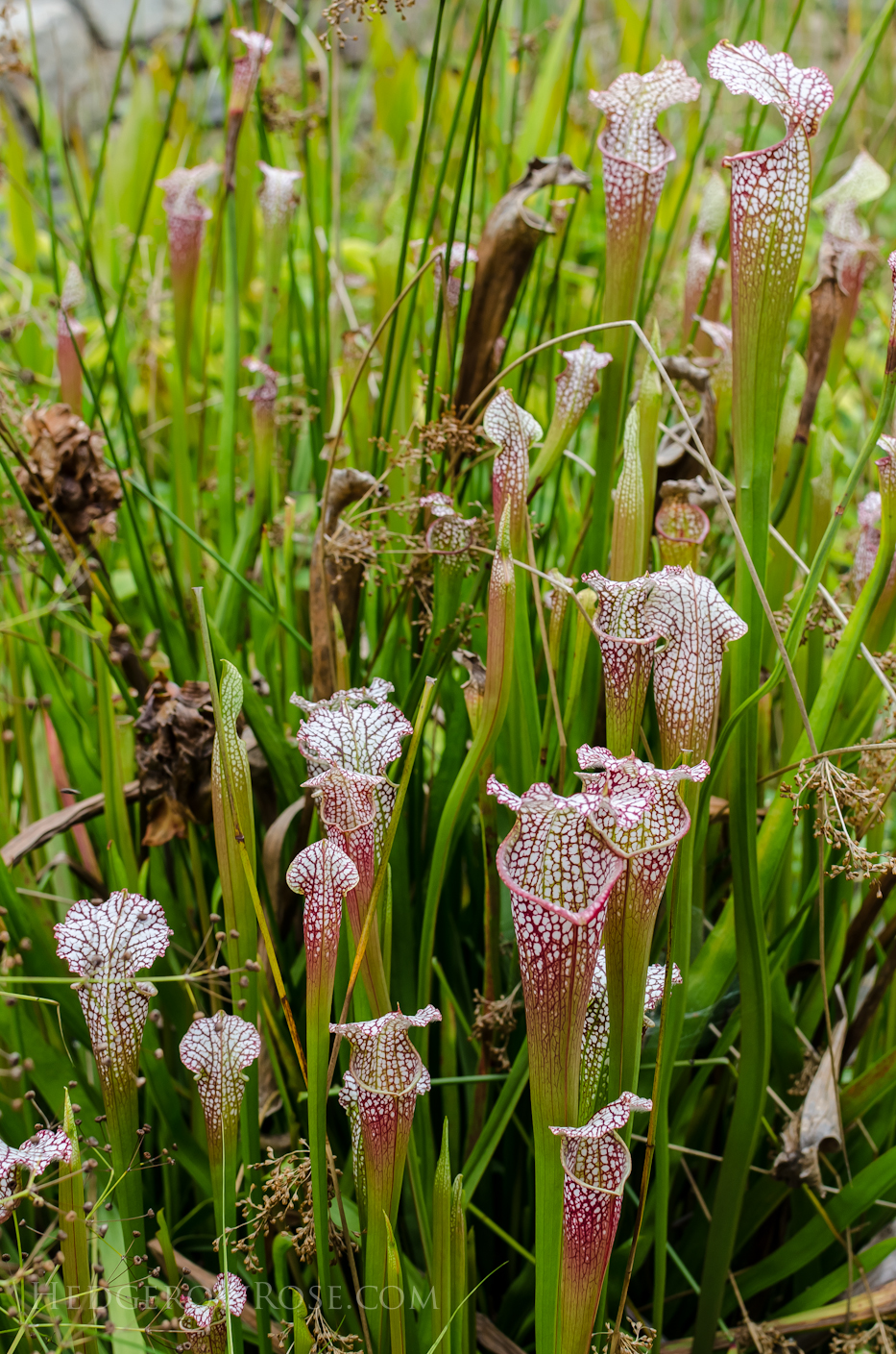 Sarracenia leucophylla Tarnok White Top Pitcher Plant via Hedgerow Rose