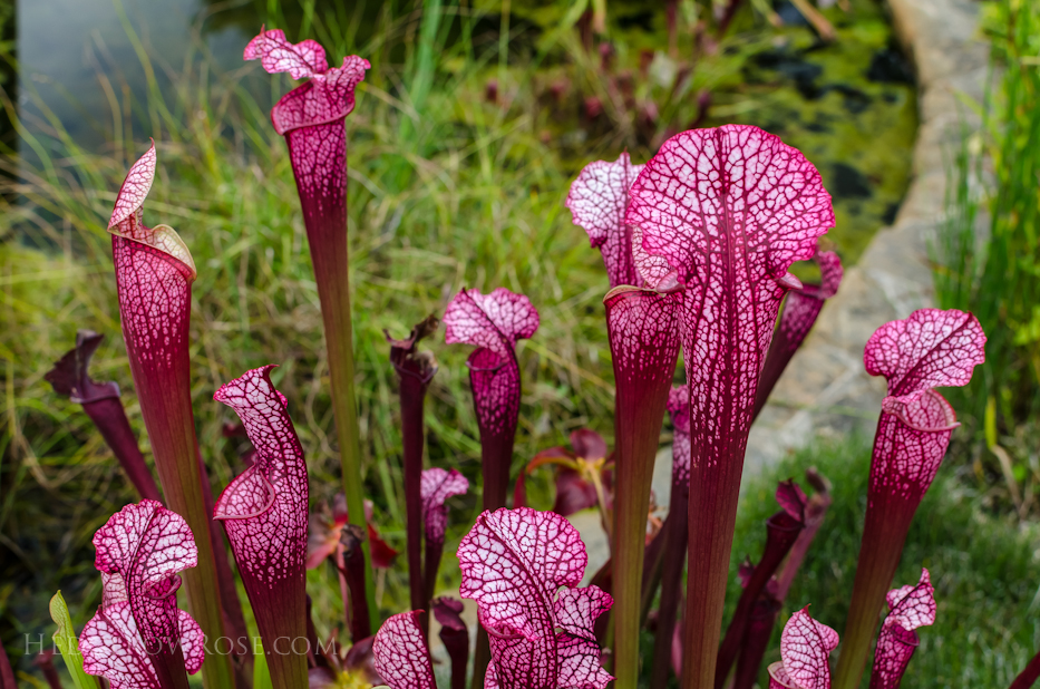 Sarracenia minor Pitcher Plant via Hedgerow Rose