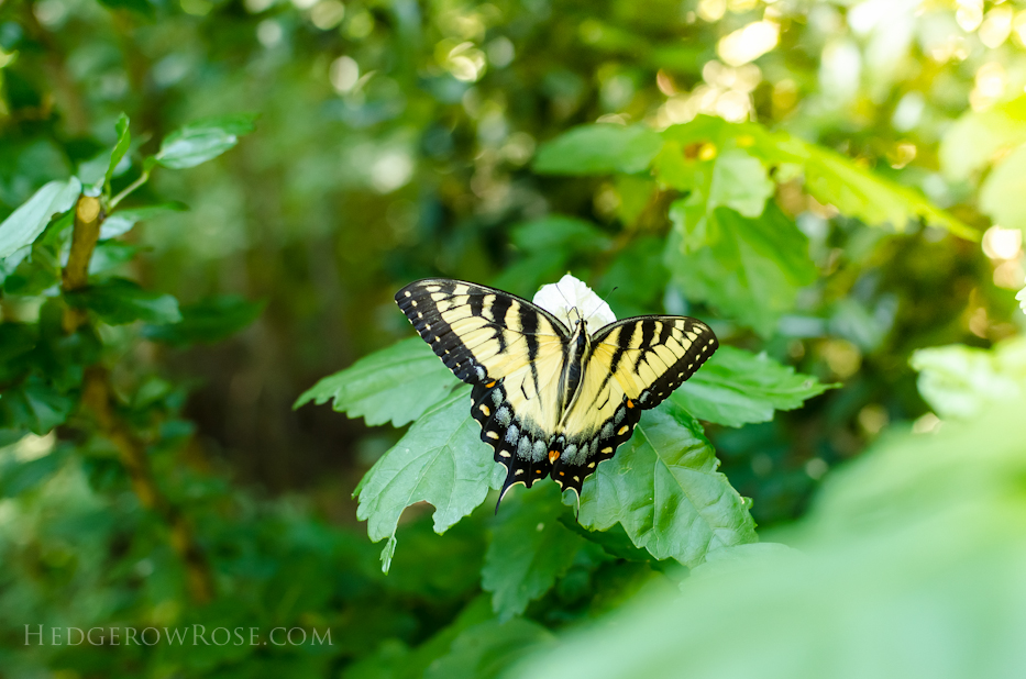 Swallowtail and Rose of Sharon