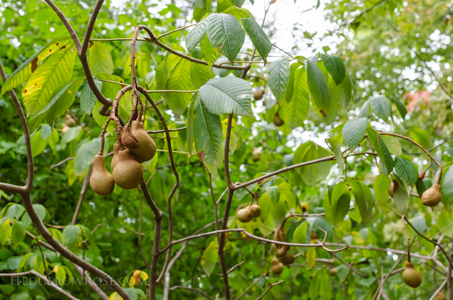 aesculus pavia red buckeye via Hedgerow Rose