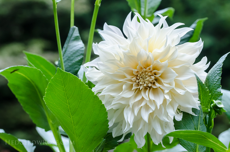 café au lait in new garden