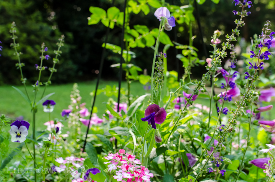 flowers in the raised bed