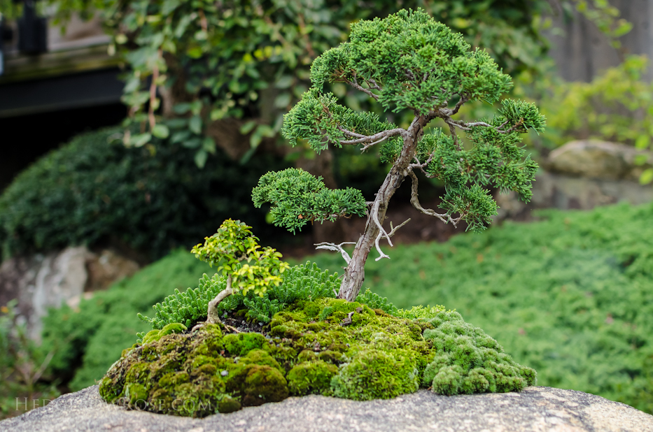 juniperus chinensis var. shimpaku