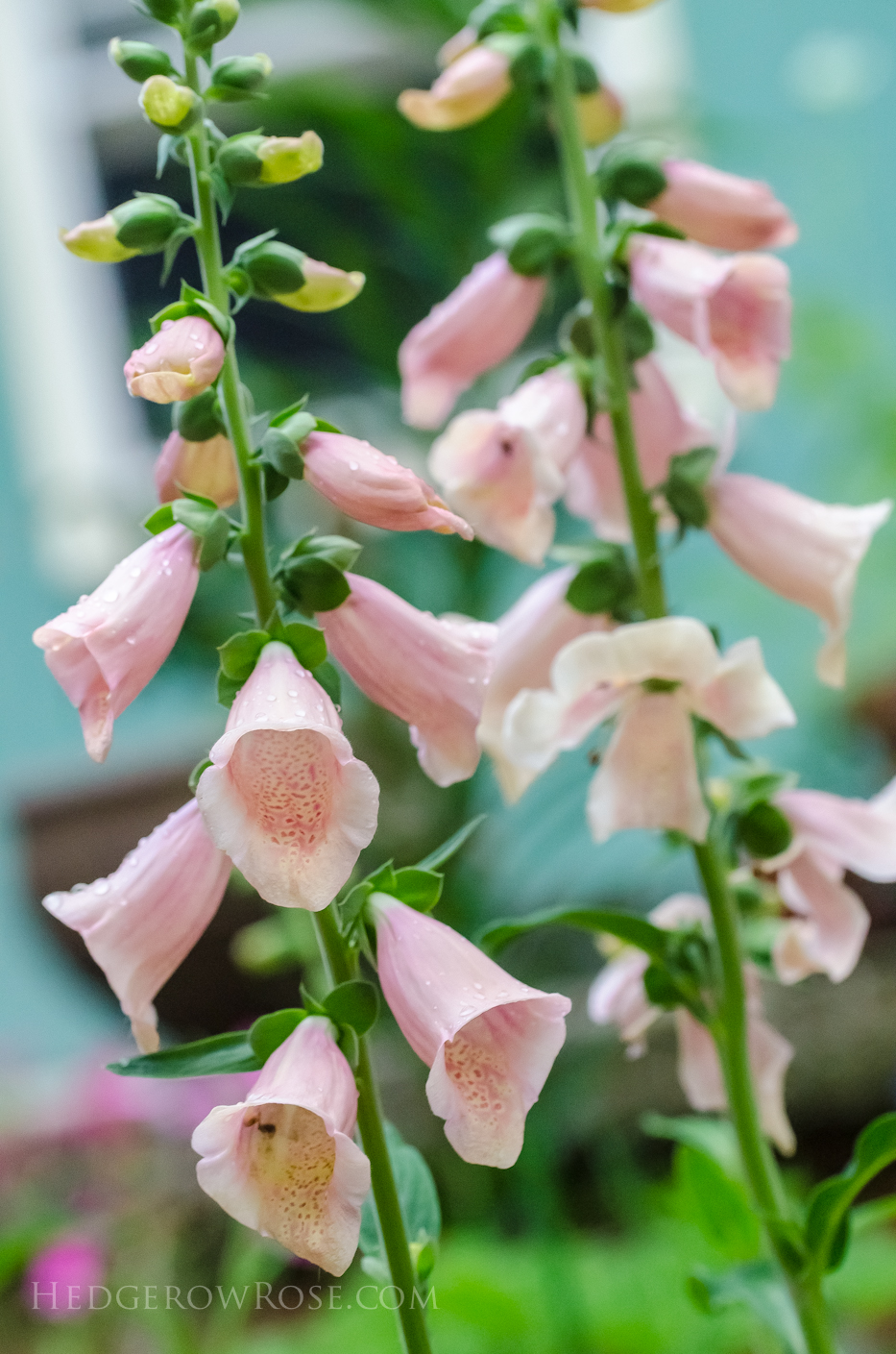 peachy pink foxglove