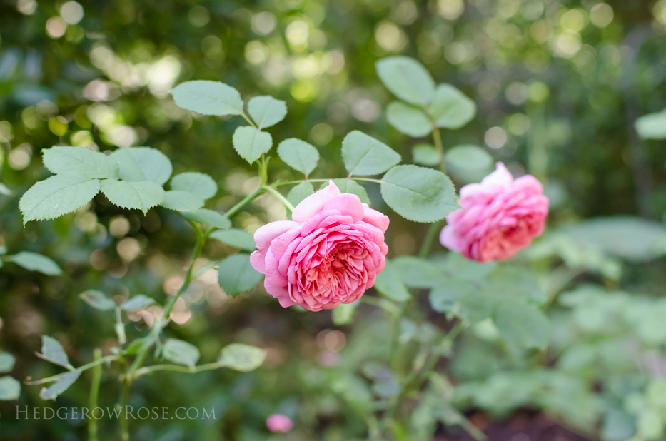 princess alexandra in new garden