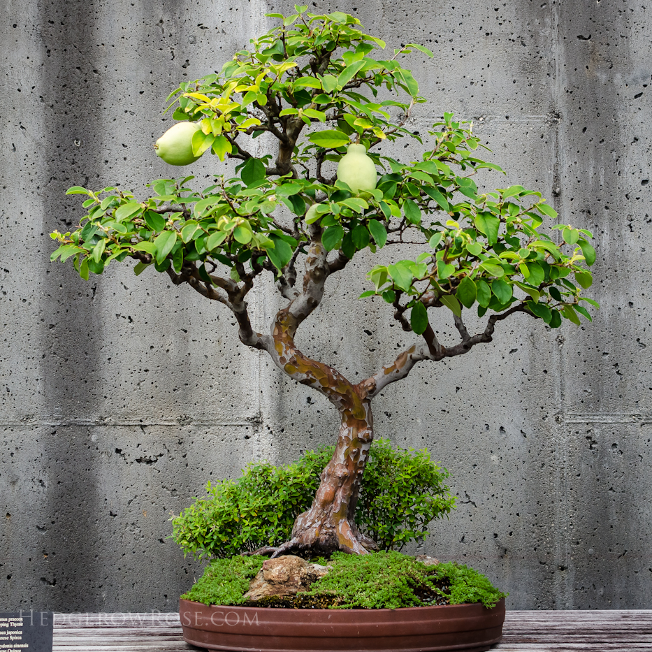 pseudocydonia sinensis chinese quince