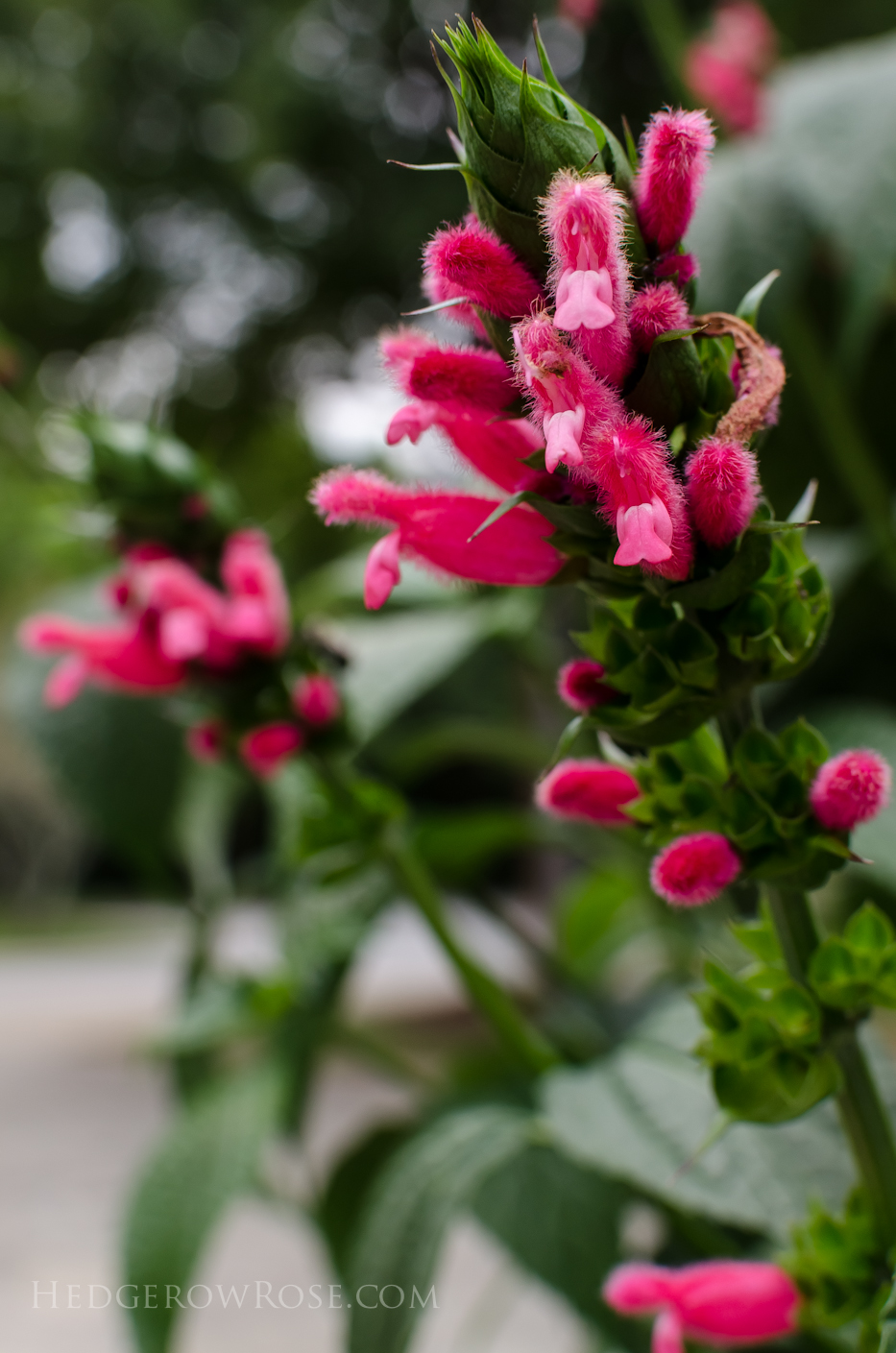 salvia oxyphora 'bolivian spearhead' via Hedgerow Rose