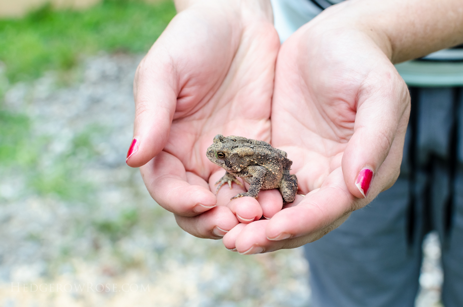 toad friend