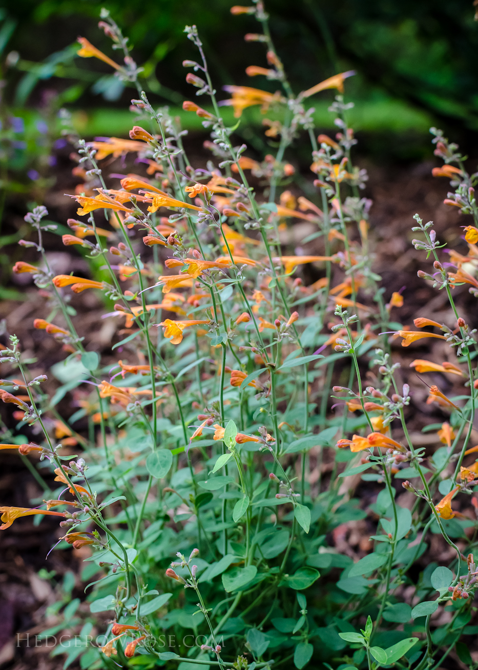 Agastache aurantiaca, 'Tango'