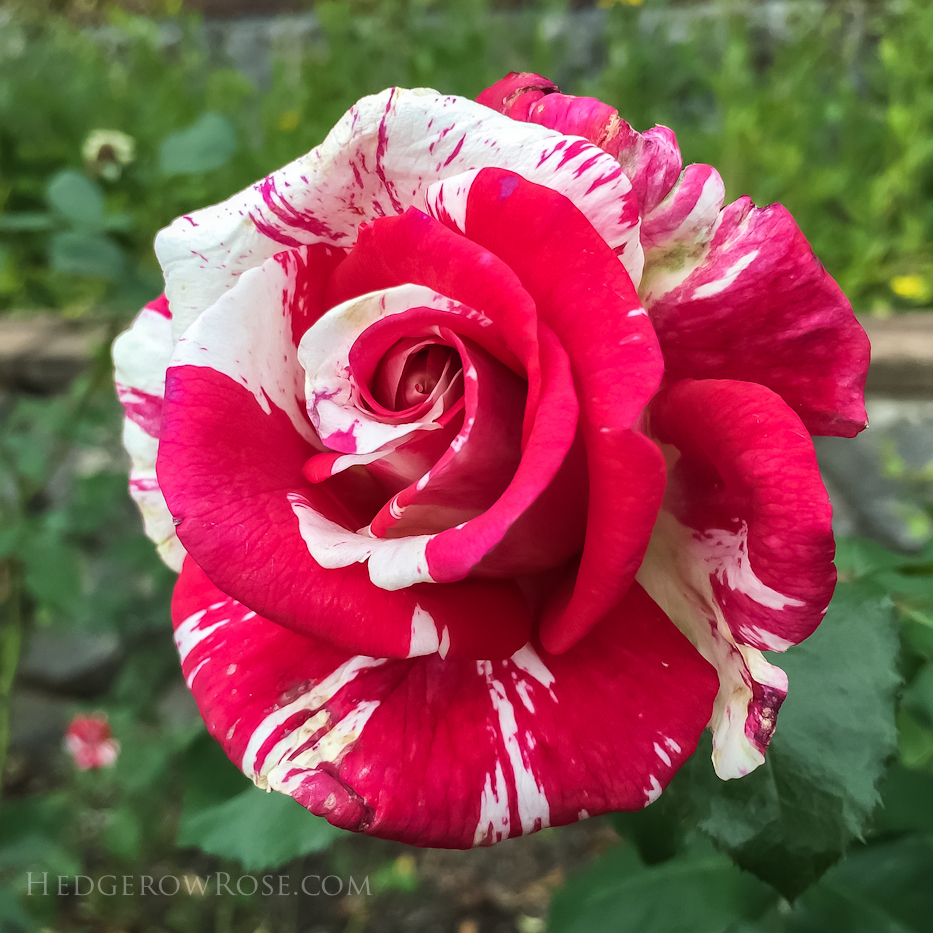 Biltmore Rose Trials – 2nd visit
