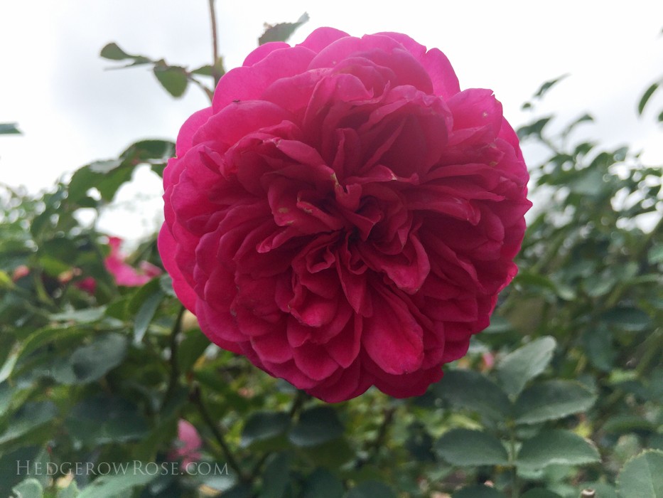 Biltmore - 2nd day of rose judging - Sept 2015-10