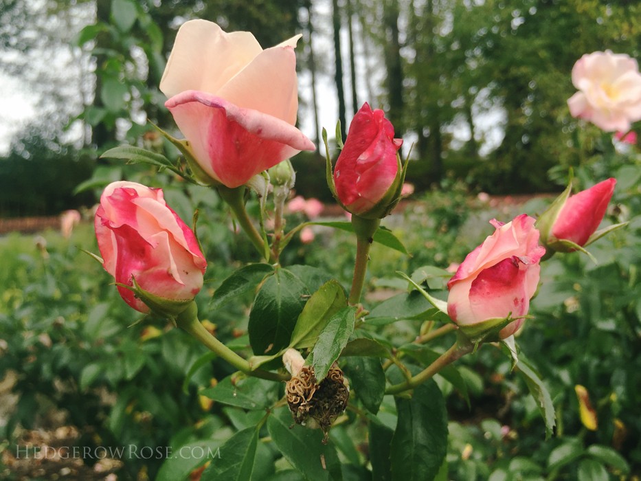 Biltmore - 2nd day of rose judging - Sept 2015-14