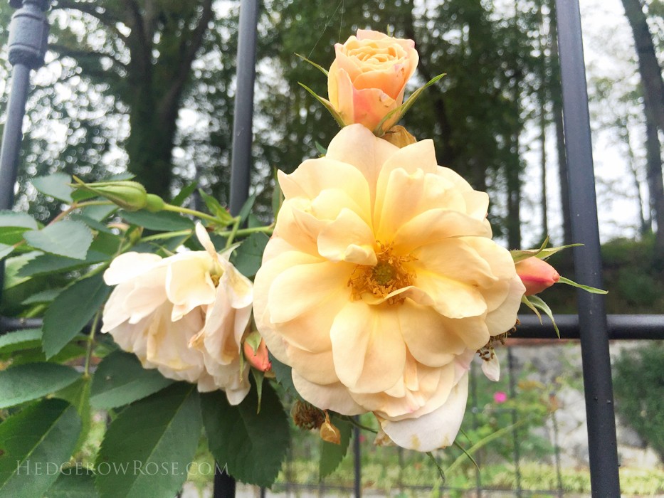 Biltmore - 2nd day of rose judging - Sept 2015-19