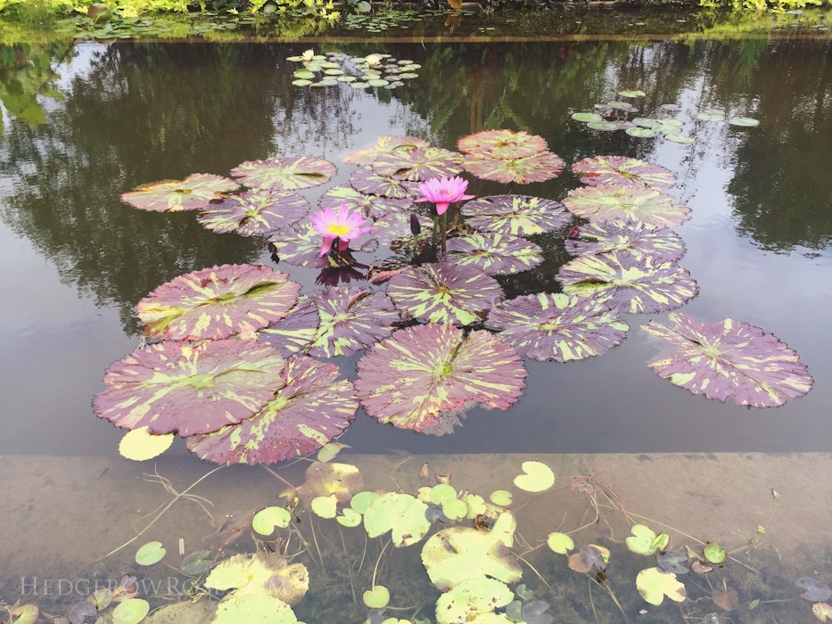 Biltmore - 2nd day of rose judging - Sept 2015-2