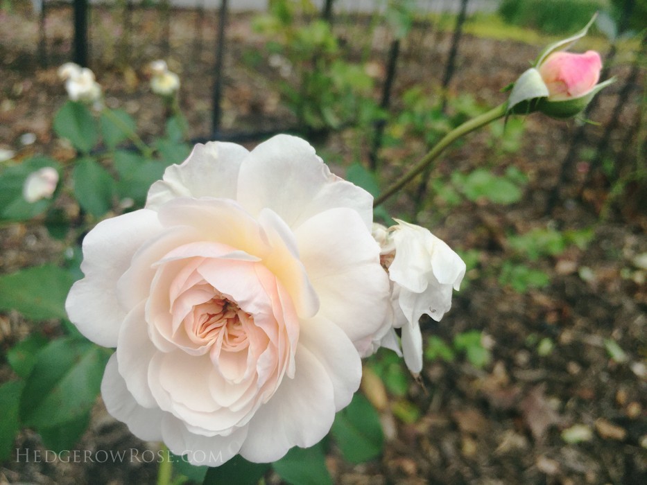 Biltmore - 2nd day of rose judging - Sept 2015-24