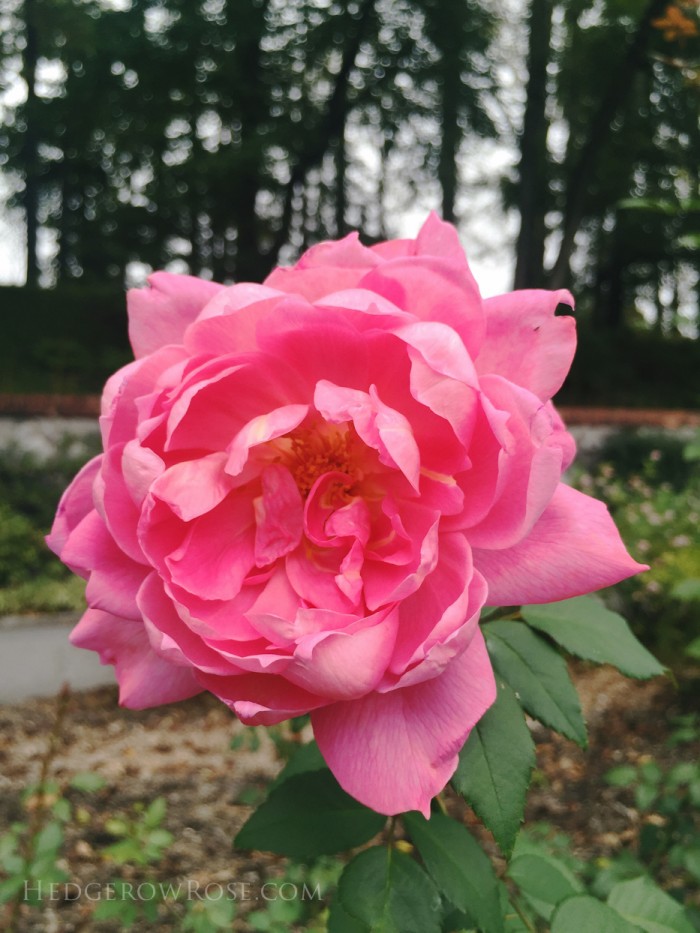 Biltmore - 2nd day of rose judging - Sept 2015-27