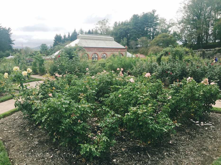 Biltmore - 2nd day of rose judging - Sept 2015-36