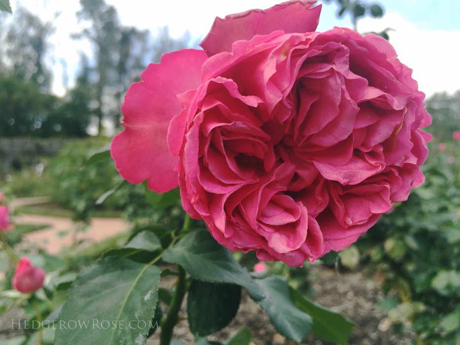 Biltmore - 2nd day of rose judging - Sept 2015-38