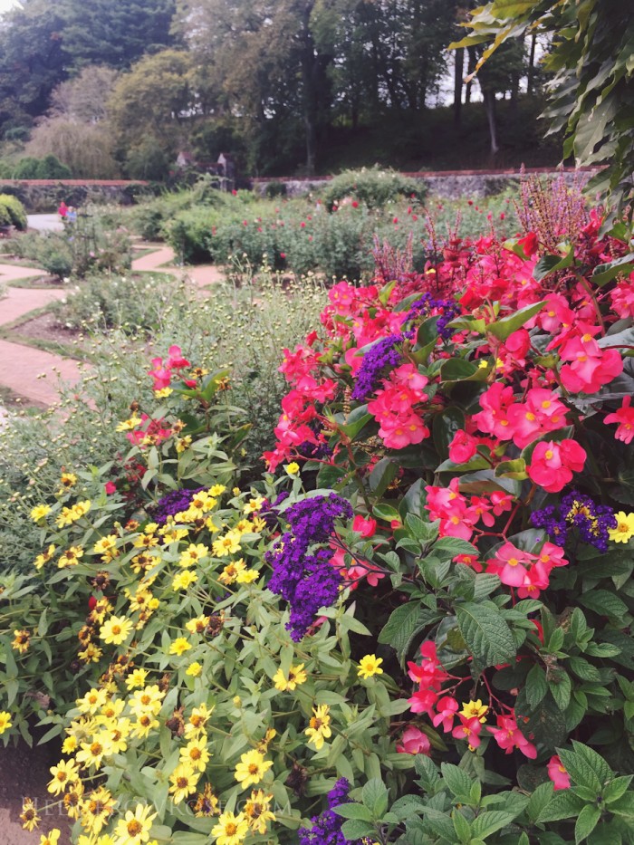 Biltmore - 2nd day of rose judging - Sept 2015-4