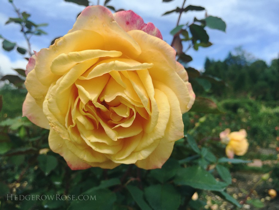 Biltmore - 2nd day of rose judging - Sept 2015-40