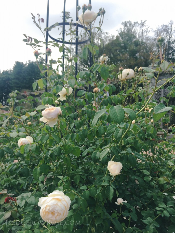 Biltmore - 2nd day of rose judging - Sept 2015-45