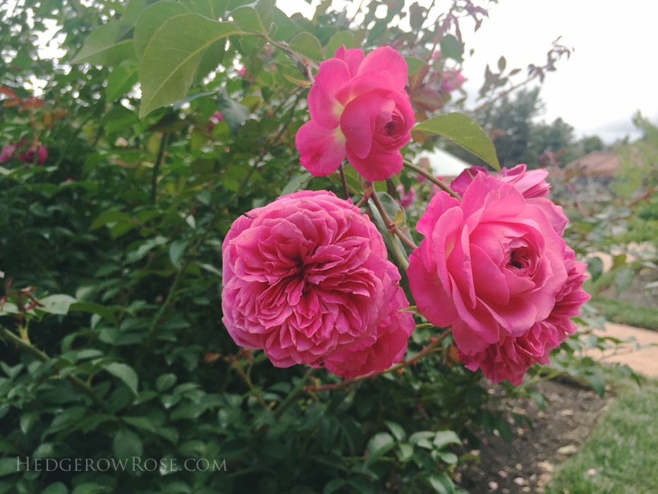 Biltmore - 2nd day of rose judging - Sept 2015-54