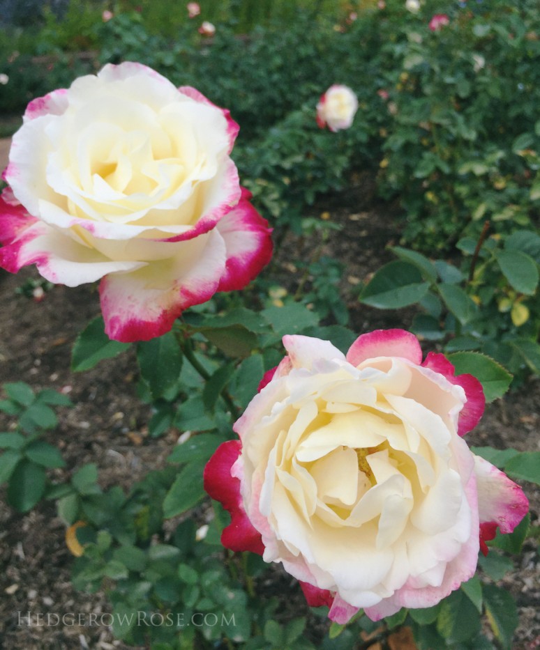 Biltmore - 2nd day of rose judging - Sept 2015-55