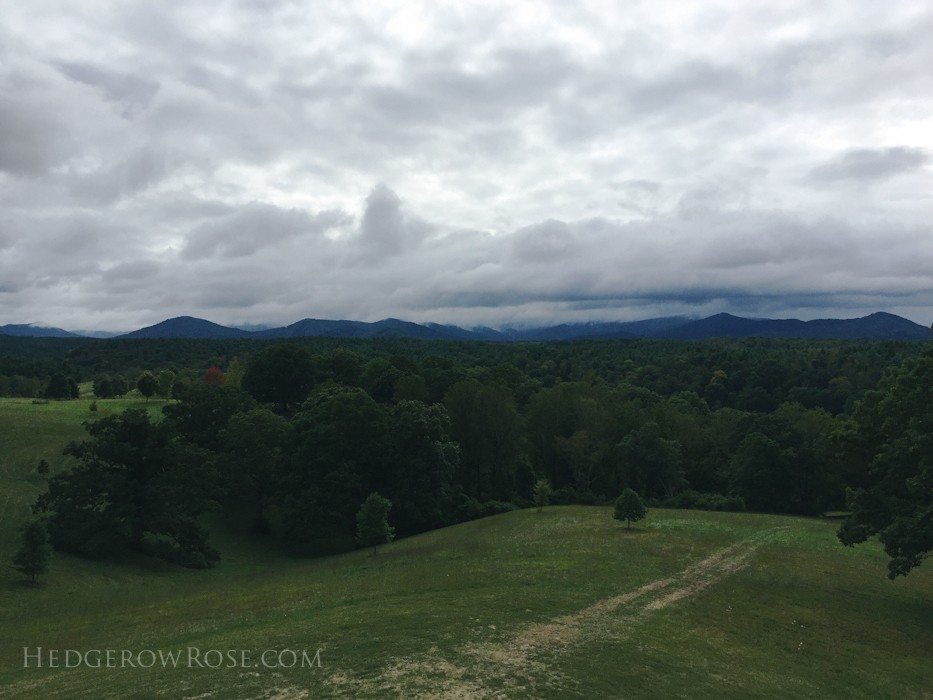 Biltmore - 2nd day of rose judging - Sept 2015-58