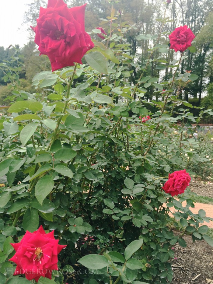 Biltmore - 2nd day of rose judging - Sept 2015-6