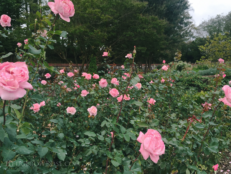 Biltmore Rose Trials – 2nd visit – Hedgerow Rose®