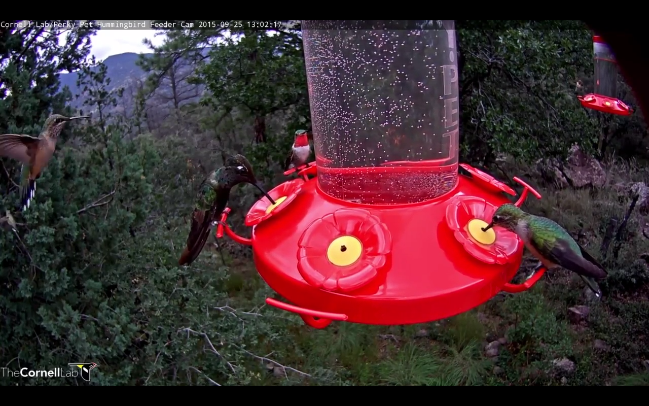 Cornell Lab Hummingbird Web Cam