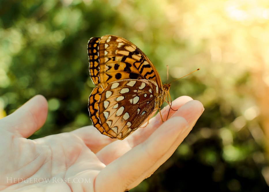 Making friends with butterflies 2