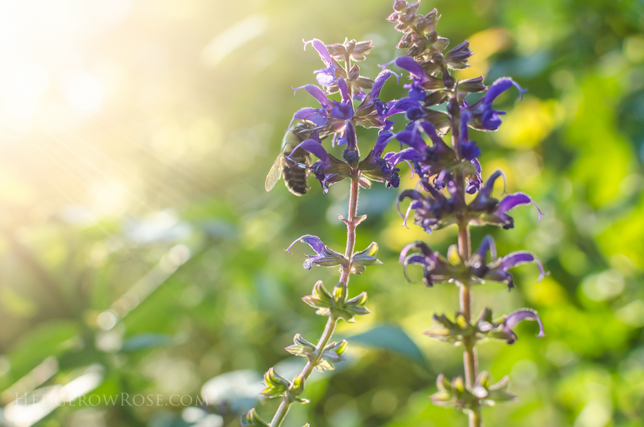 Salvia and bee 2