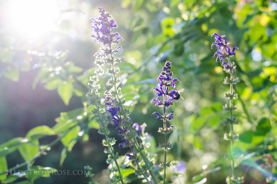 Salvia and bee